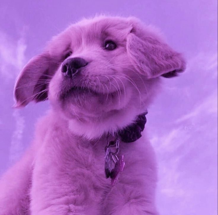 Image: Purple dog. Topic of blog